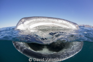 A whale shark feeds at the surface in La Paz, Mexico. Wha... by David Valencia 